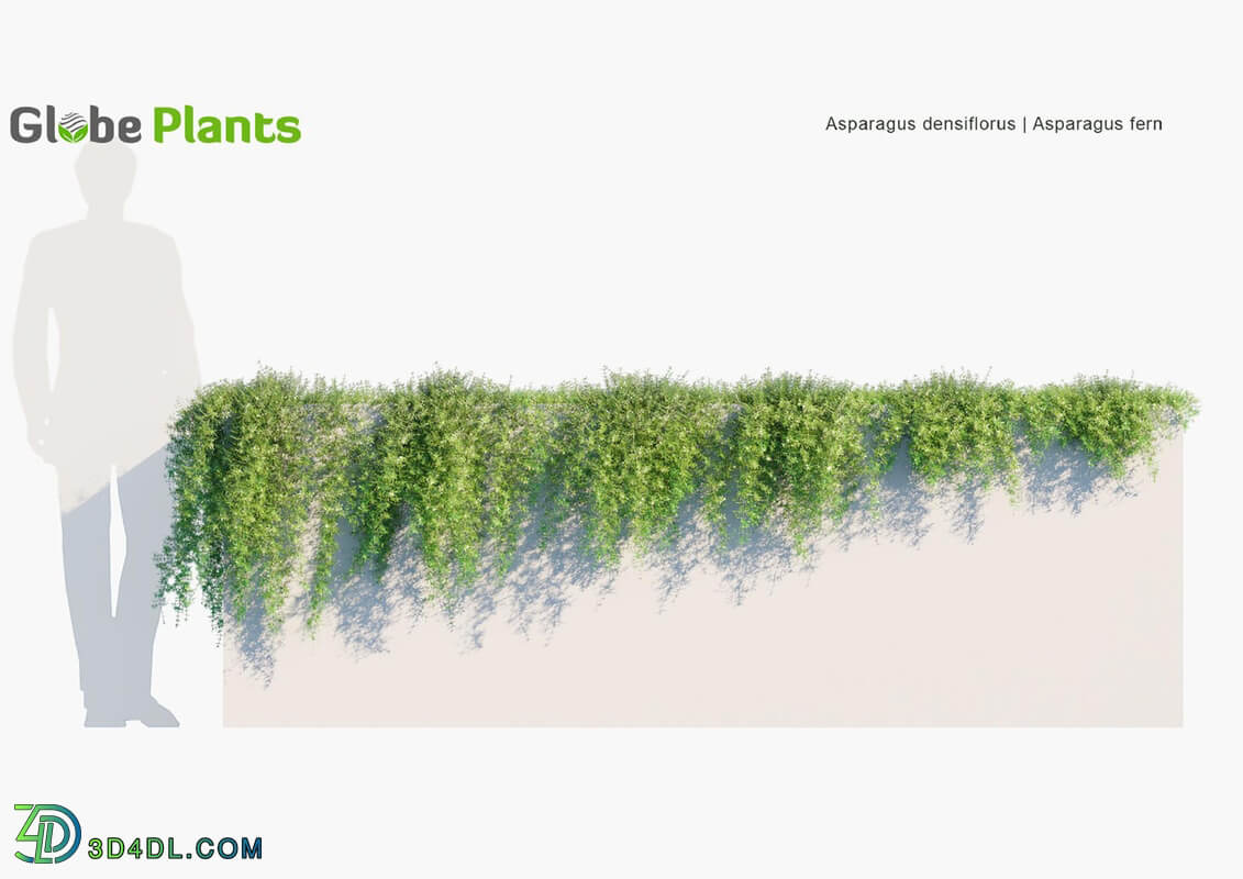 Globe Plants Vol 23 Asparagus Densiflorus